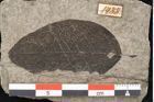 Foto (Detailansicht) von Plantae indet.  (NHMW-GEO-2024-0188-11449)